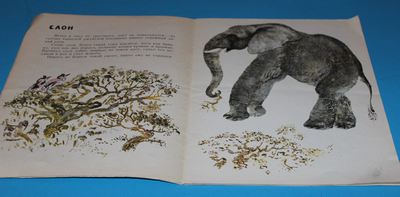 Животные жарких и холодных стран Životnye žarkich i cholodnych stran 