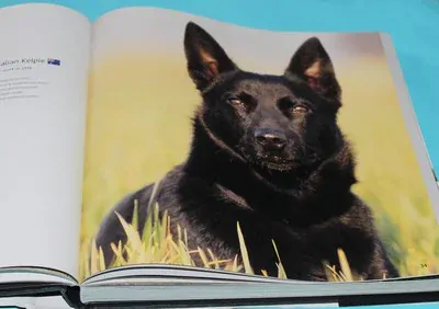 Dogs A - G hunde chiens cani perros honden