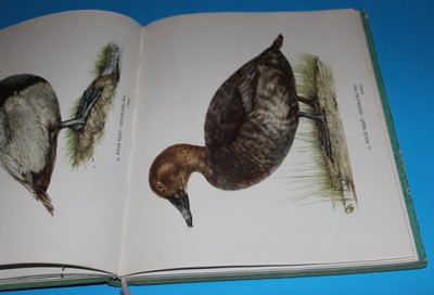 Naše lovné ptactvo