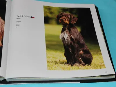 Dogs A - G hunde chiens cani perros honden